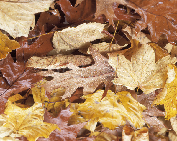 Leaves on the ground Stock photo © hanusst