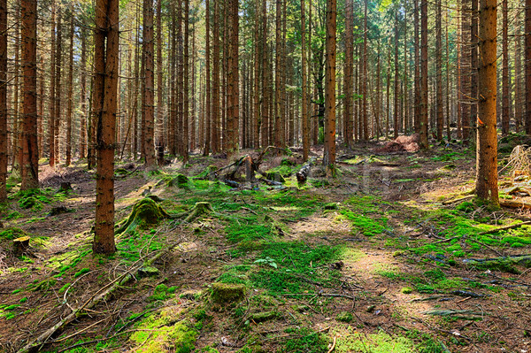 Fichte Wald alten Baum Natur Licht Stock foto © hanusst