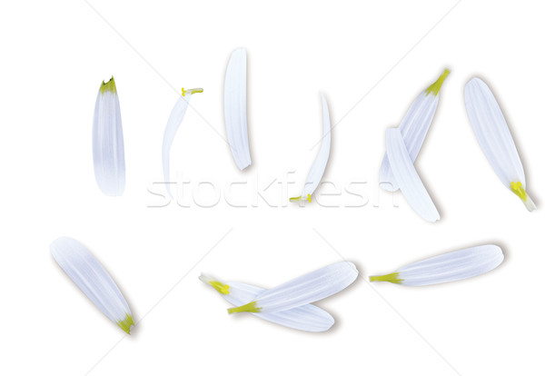 [[stock_photo]]: Daisy · laisse · blanche · fleur · printemps · résumé