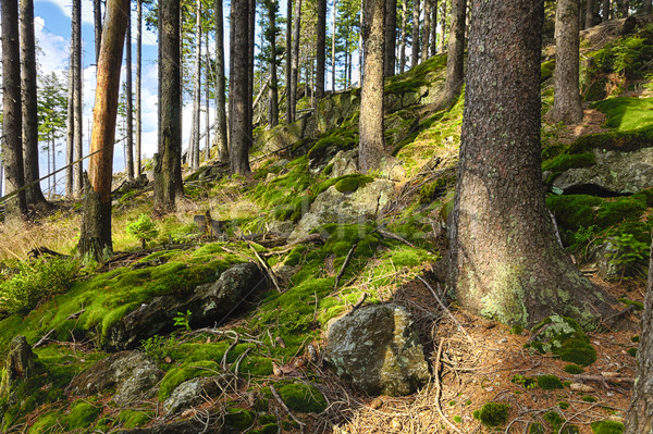 лес деревья лет завода джунгли парка Сток-фото © hanusst