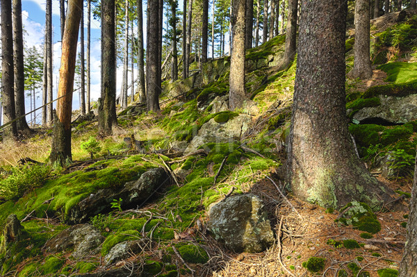 Floresta árvores verão planta selva parque Foto stock © hanusst