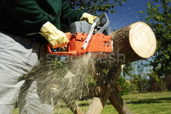 Kettensäge Schneiden Baum Holz Arbeitnehmer Leder Stock foto © hanusst