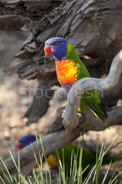 [[stock_photo]]: Rainbow · perroquet · oeil · amour · oiseau · vert