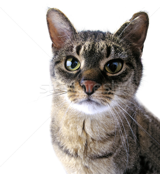 Adult tabby cat Stock photo © hanusst