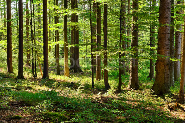The primeval forest Stock photo © hanusst