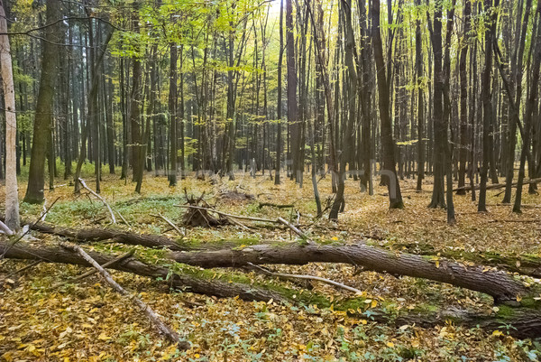 The hornbeam forest Stock photo © hanusst