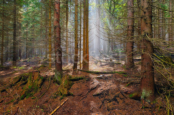 Stock photo: The spruce forest