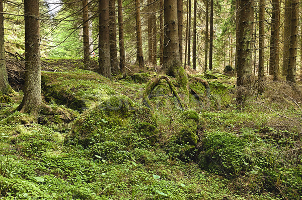 Lasu hdr ziemi charakter drzew lata Zdjęcia stock © hanusst