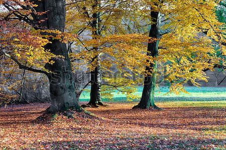 лес утра Sunshine природы свет лист Сток-фото © hanusst