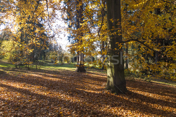 The forest in the morning Stock photo © hanusst