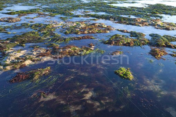 Sea shore by the low tide Stock photo © hanusst