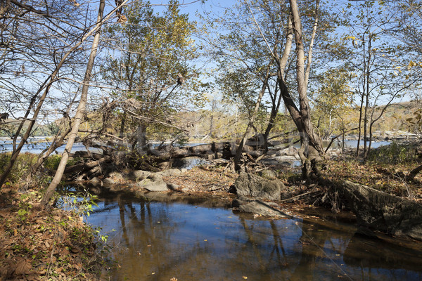 Rivier najaar Virginia USA boom achtergrond Stockfoto © hanusst