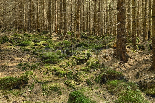 The primeval forest Stock photo © hanusst