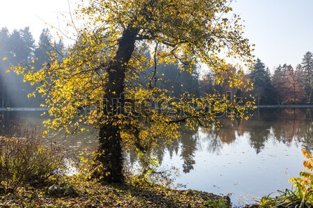 The leafy tree in the morning and the Pond Stock photo © hanusst