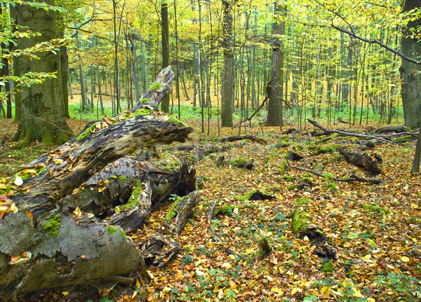 The hornbeam forest Stock photo © hanusst