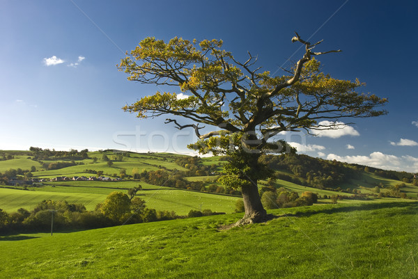 Englisch Baum stehen allein Landschaft Himmel Stock foto © hanusst