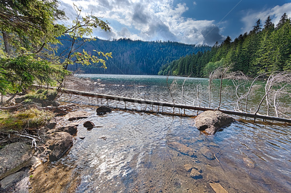 Glacial Black Lake surrounded by the forest Stock photo © hanusst