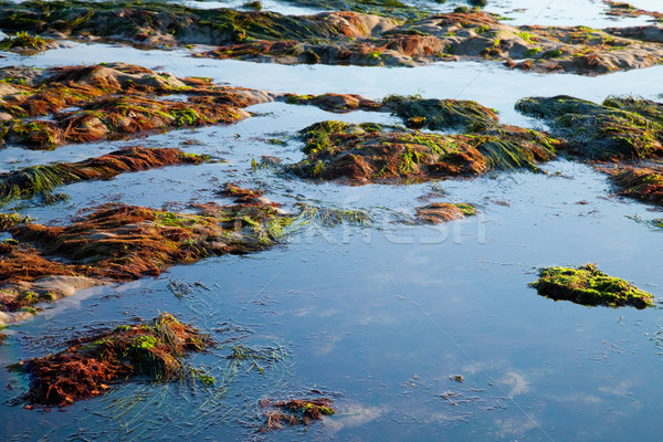 Meer Ufer niedrig Flut Wasser Gras Stock foto © hanusst