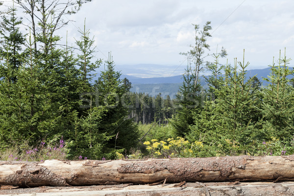Pile of logs in the forest Stock photo © hanusst