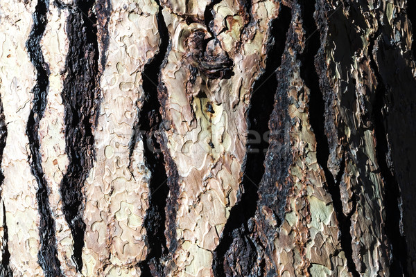 Old wood bark texture Stock photo © hanusst