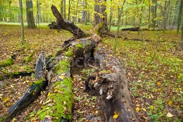 The hornbeam forest Stock photo © hanusst