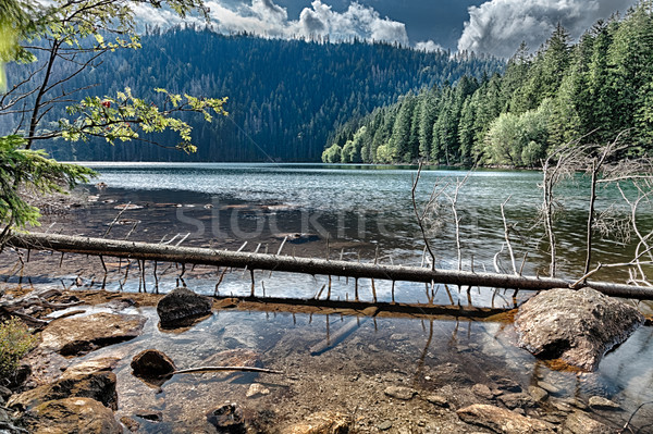 Foto stock: Negro · lago · forestales · sur · agua · árbol