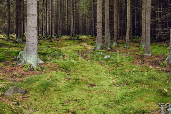 The primeval forest-HDR Stock photo © hanusst