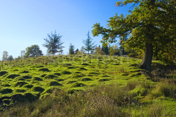 The English moorland Stock photo © hanusst