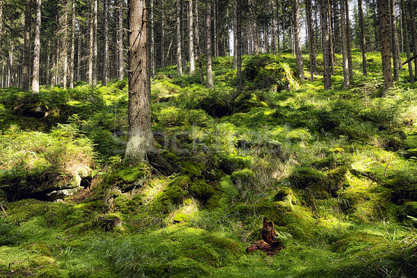 The primeval forest-HDR Stock photo © hanusst