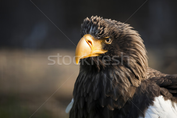 Eagle eastern Stock photo © hanusst