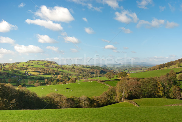 Large pastureland in Wales Stock photo © hanusst