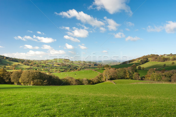 Large pastureland in Wales Stock photo © hanusst