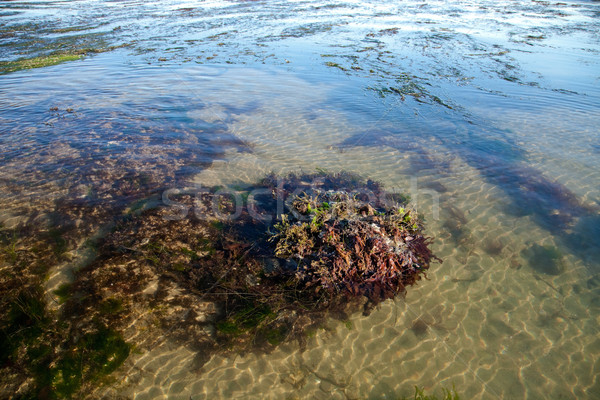 Deniz kıyı düşük gelgit su çim Stok fotoğraf © hanusst