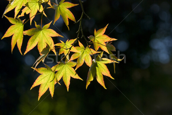 The maple leaves Stock photo © hanusst