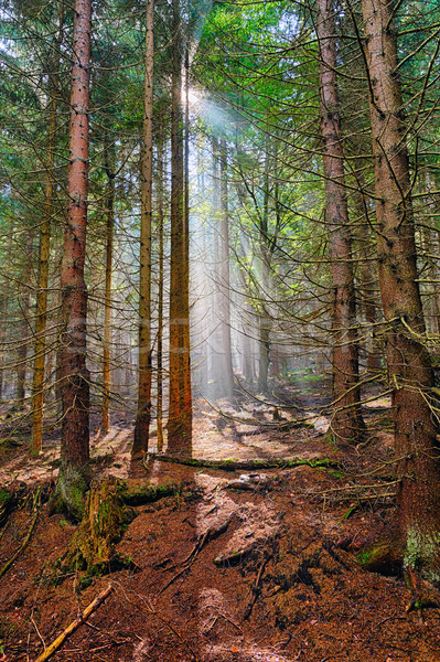 ストックフォト: スプルース · 森林 · 古い · ツリー · 光 · 木