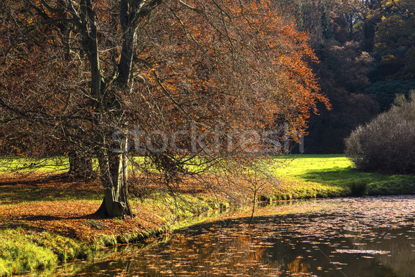 The leafy tree in the morning and the Pond Stock photo © hanusst