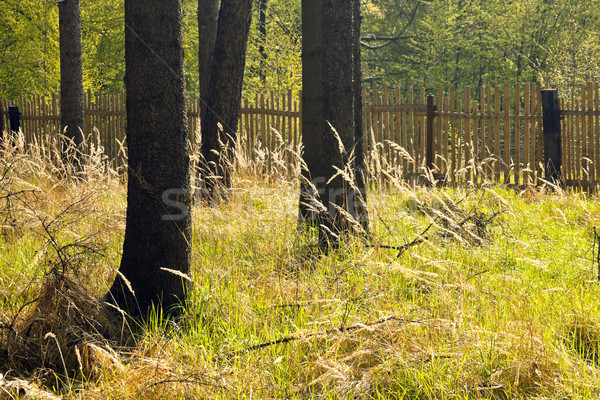 The spruce forest with the wooden fence Stock photo © hanusst