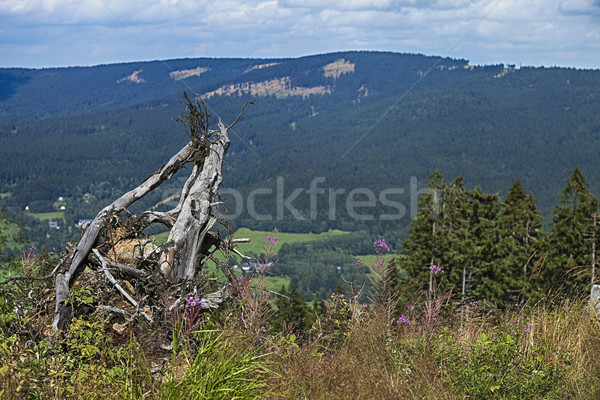 Solitaire stump on the meadow Stock photo © hanusst