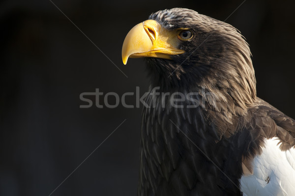 Eagle eastern Stock photo © hanusst