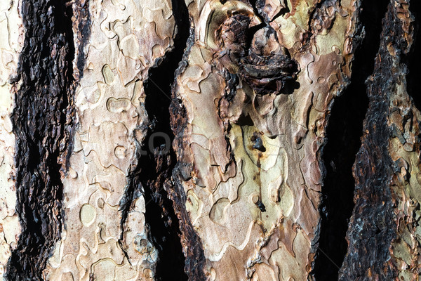 Régi fa ugatás textúra dekoltázs fa építkezés Stock fotó © hanusst
