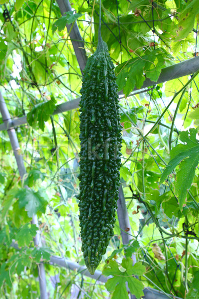 Amaro cetriolo farm alimentare natura verde Foto d'archivio © happydancing