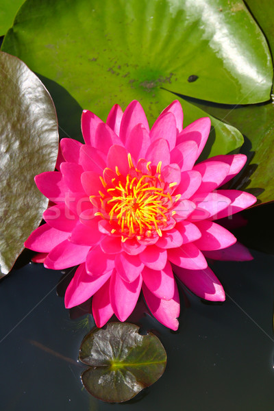 Beautiful blossom lotus flower in pond Stock photo © happydancing