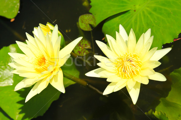 Kwiat Lotos kwiaty staw wody wiosną Zdjęcia stock © happydancing