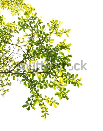 Green leaf with clear blue sky Stock photo © happydancing