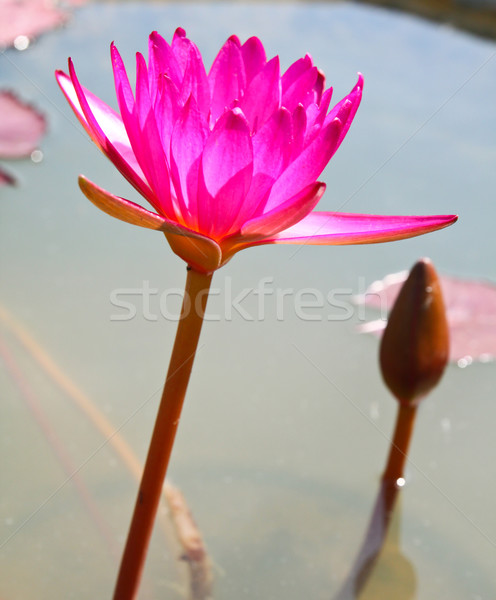Stock fotó: Virág · lótusz · virágok · tavacska · víz · természet