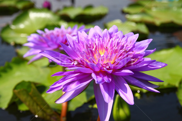 blossom lotus flowers in pond Stock photo © happydancing