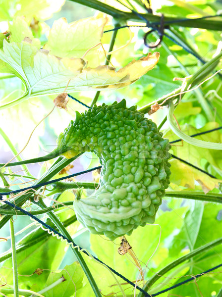Small bitter cucumber in farm Stock photo © happydancing