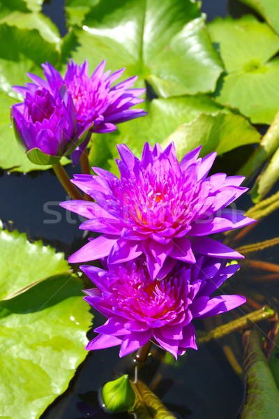 Bloesem lotus bloemen vijver water natuur Stockfoto © happydancing