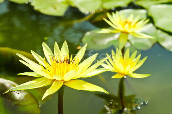 blossom lotus flowers in pond Stock photo © happydancing