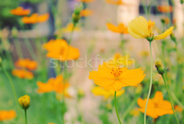 Geel bloesem bloemen veld retro filteren Stockfoto © happydancing